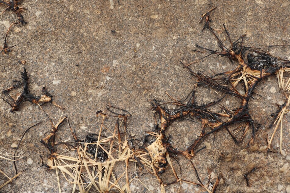 A close-up of a concrete surface with charred plant material and remnants of a burned raffia net artwork. The material is scattered and tangled, with a dark brown color.