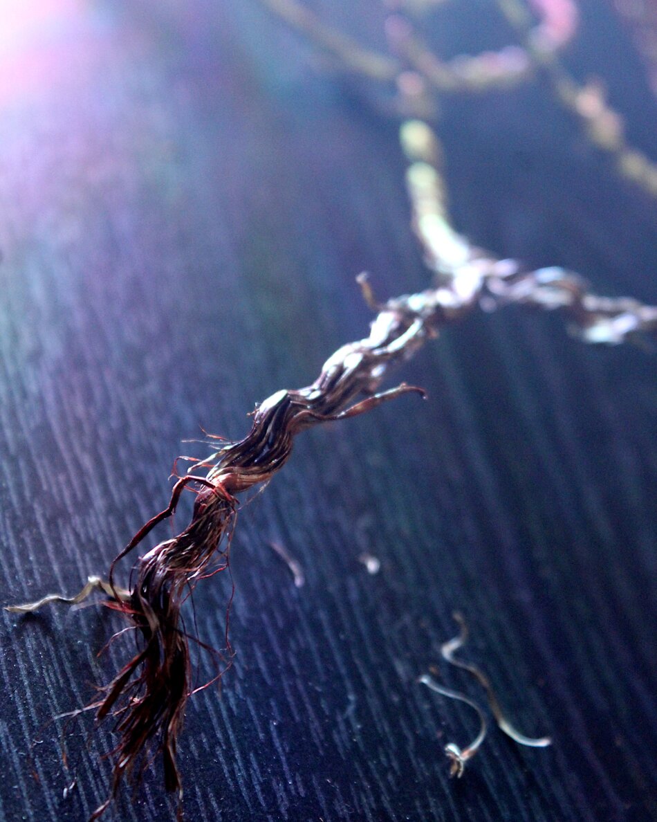 Close-up photograph highlighting the intricate texture of a twisted seaweed fiber, suggesting an artistic exploration of natural decay and form. The image features a limited color palette of dark browns and muted blues, with a shallow depth of field emphasizing the fiber’s detail against a blurred, dark surface.