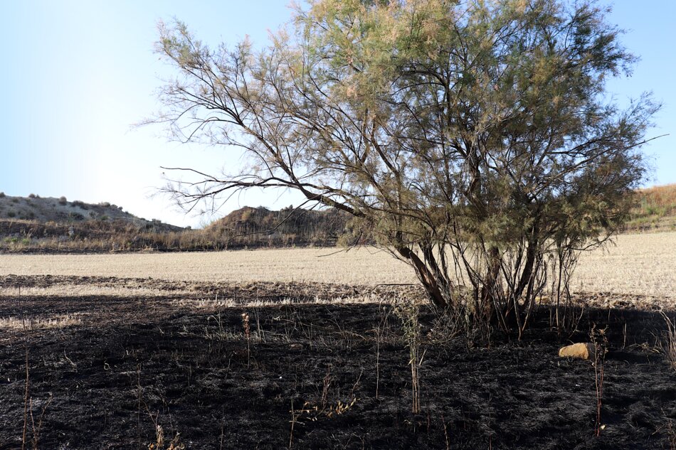 A tree stands alone in a barren landscape. The ground is covered in black, charred remains from a recent fire.