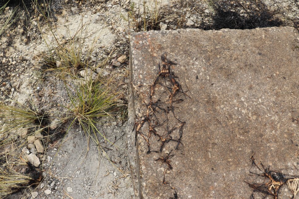 A close-up of a concrete slab with remnants of a burned raffia net artwork and dried plant roots. There is dry grass and soil surrounding the slab.