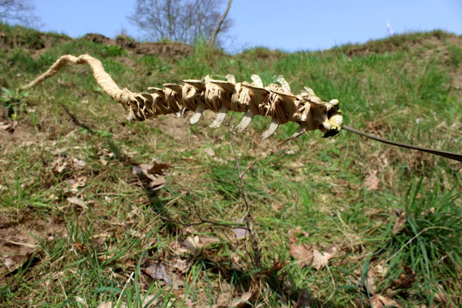 A close-up of an animal spine lying on a bed of grass and leaves. The spine appears weathered and worn.