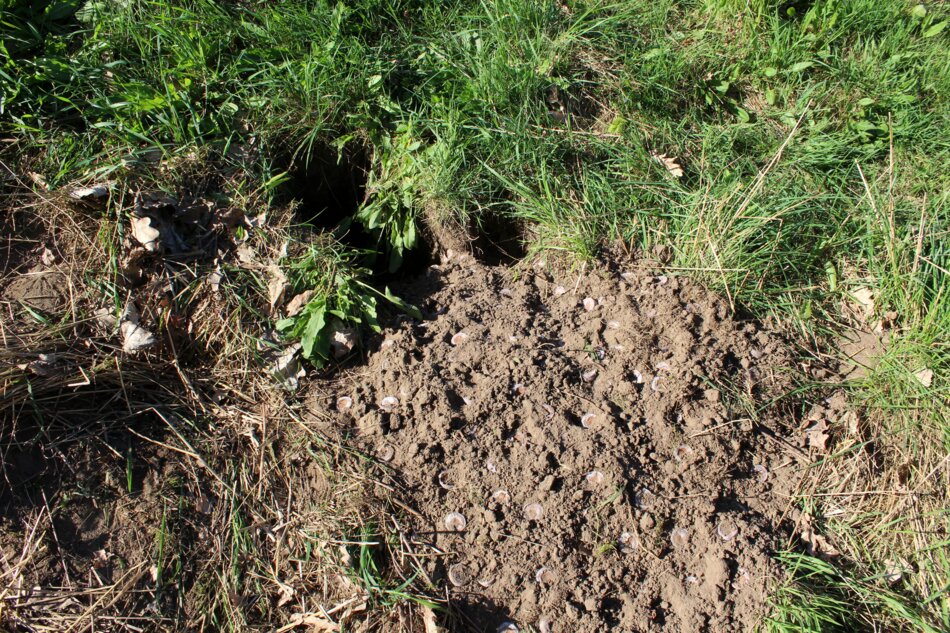 A close-up of a small animal burrow with fresh dirt and visible tunnels.