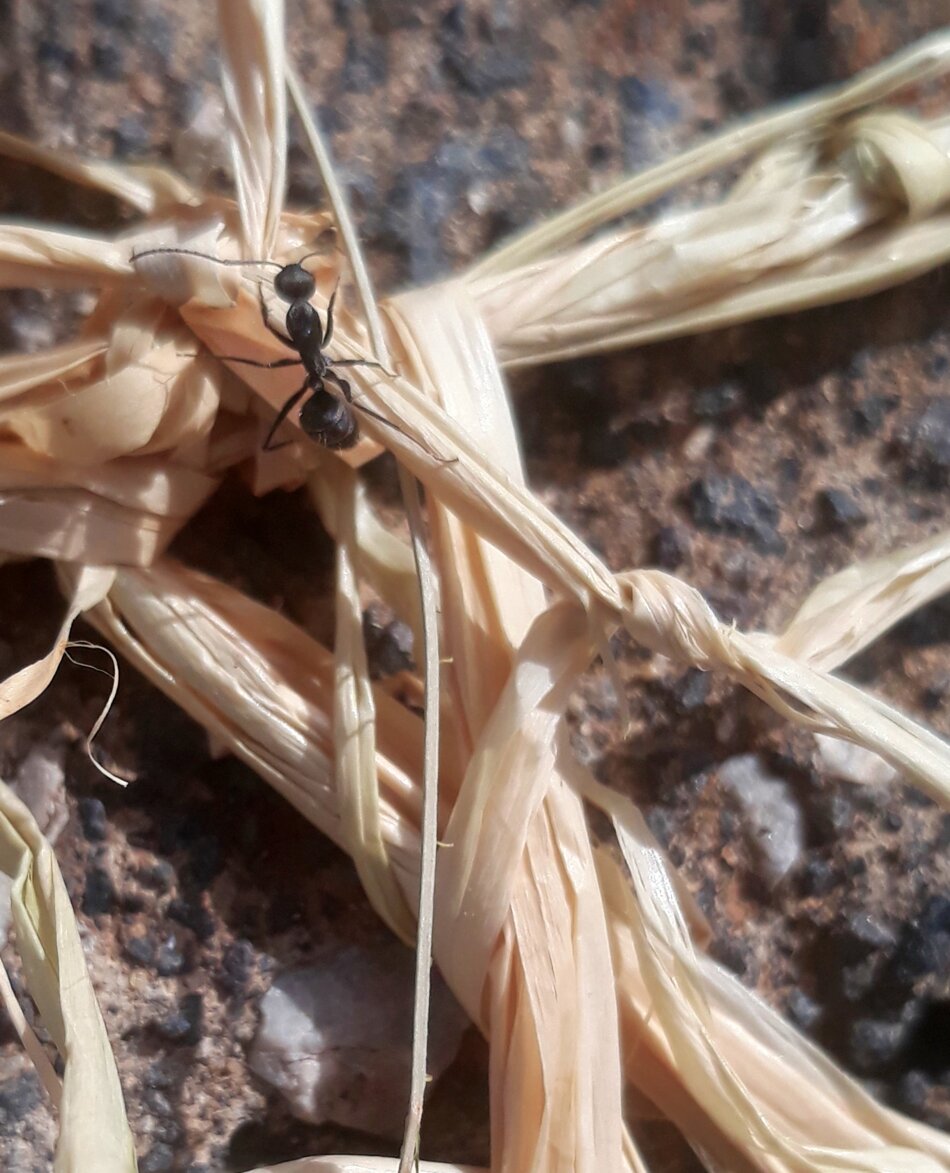 A black ant climbing on a thin, brown stem.