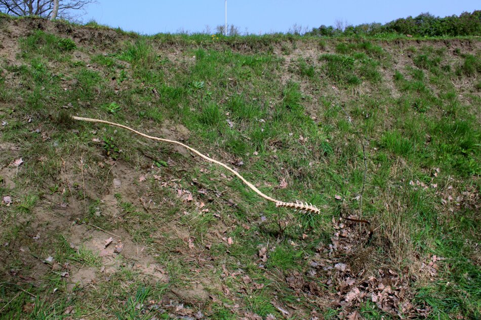 Animal spine resting on a grassy slope, partially covered by a raffia-wrapped metal strip.