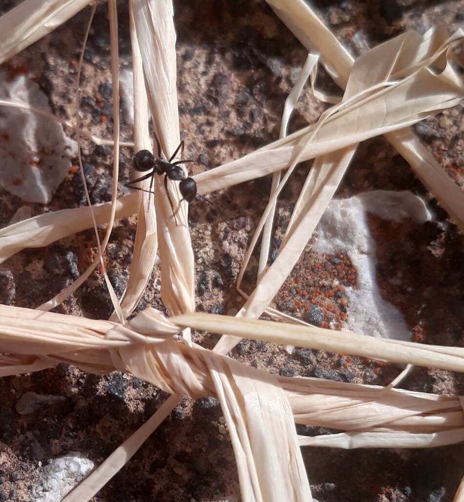 A black ant climbing on a twisted, dry plant stem with a blurred background.