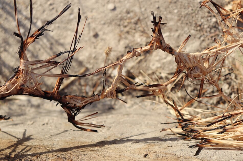 A close-up of a burnt plant with twisted, blackened branches and remnants of twine or rope wrapped around them.