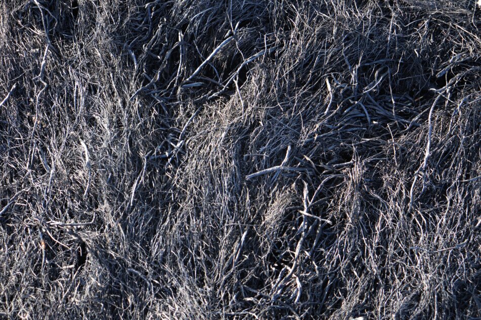 Blackened and charred remains of grass and vegetation after a fire.