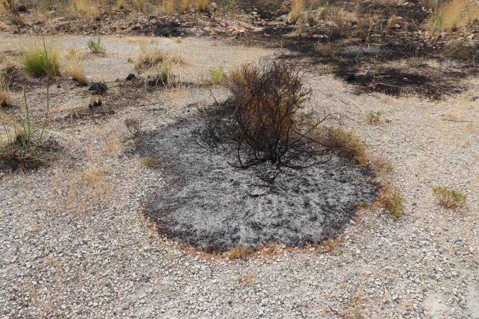 A scorched, circular area of land with a blackened shrub in the center. The surrounding ground is rocky and covered in ash.