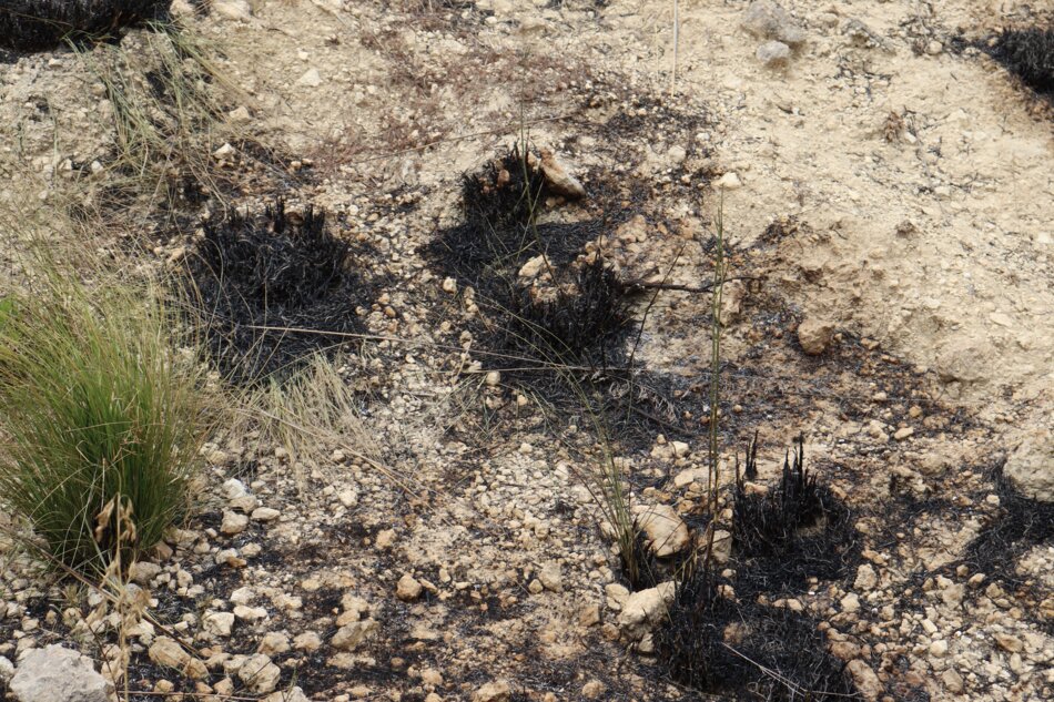 A close-up of a scorched landscape with blackened grass and charred plant remains. There are a few small, green plants growing in the burnt ground.