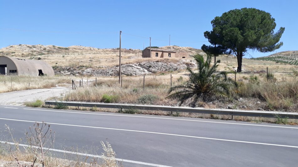 A lone pine tree stands tall amidst a rural landscape, with a winding road leading towards a small, rustic building.