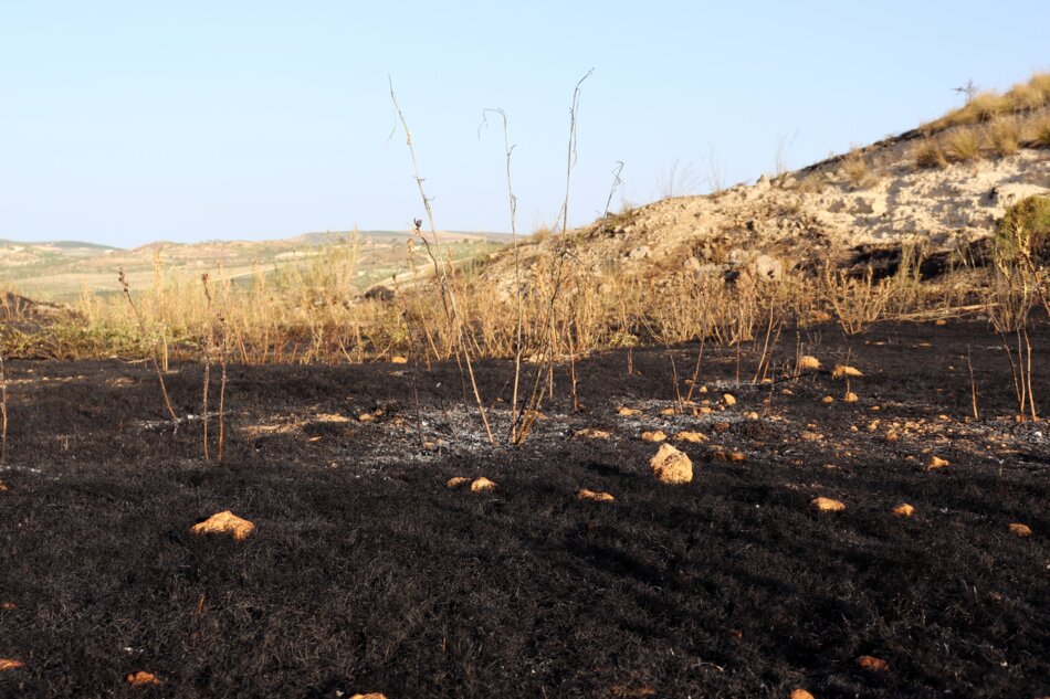 A charred landscape with blackened soil and a few resilient plants, indicating a recent fire