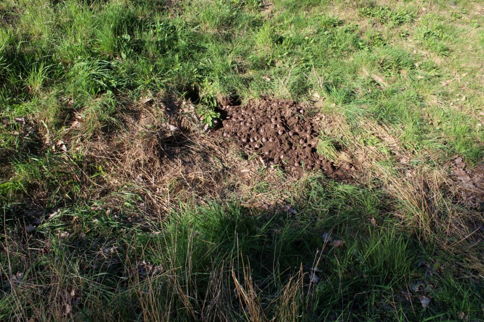 A dog-dug hole.