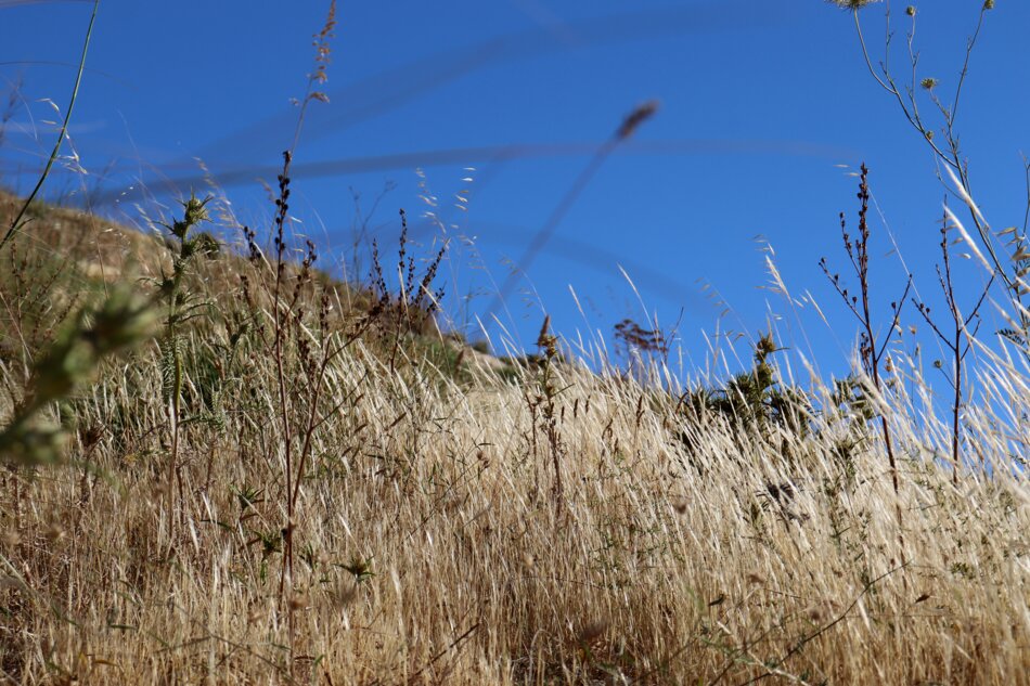 A grassy hillside with tall, dry golden vegetation under a clear blue sky, untouched by fire, with scattered plants and thin stems swaying in the breeze.