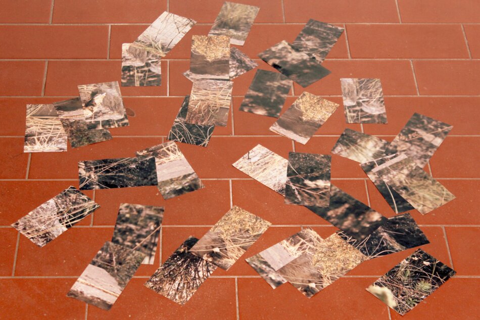 A collection of small, rectangular photographs scattered across a red tiled floor. The photos depict various natural scenes, including plants, soil, and rocks.