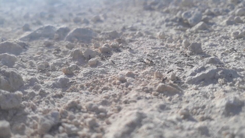 A close-up image of a white, powdery surface covered in tiny black ants. The ants are moving around in clusters, exploring the surface. The background is slightly blurred, with hints of light and shadow.