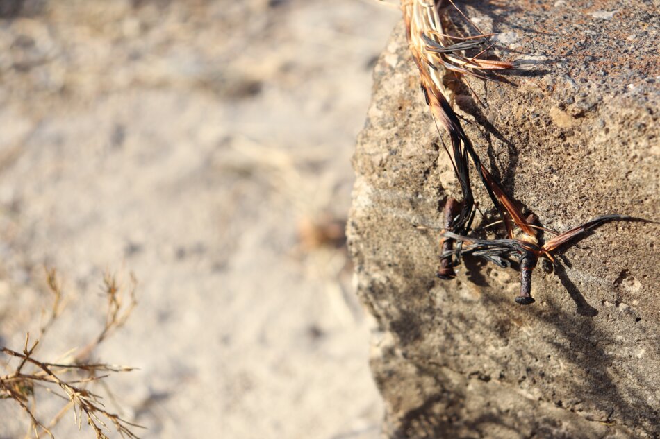 Rusty nails protruding from a weathered rock, with dried plant material caught on them.