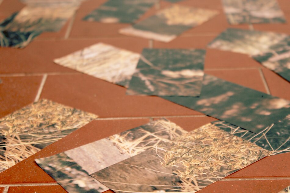 A collection of small, rectangular photographs scattered across a red tiled floor. The photos depict various natural scenes, including plants, soil, and rocks. The images are slightly blurred and appear to have been taken from a low angle.