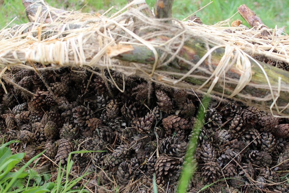 Close-up of a pile of pine cones on the ground.