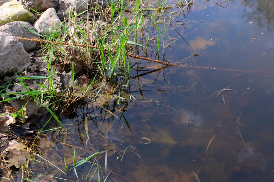 Close-up of a pond edge with green vegetation, rocks, and reflections.