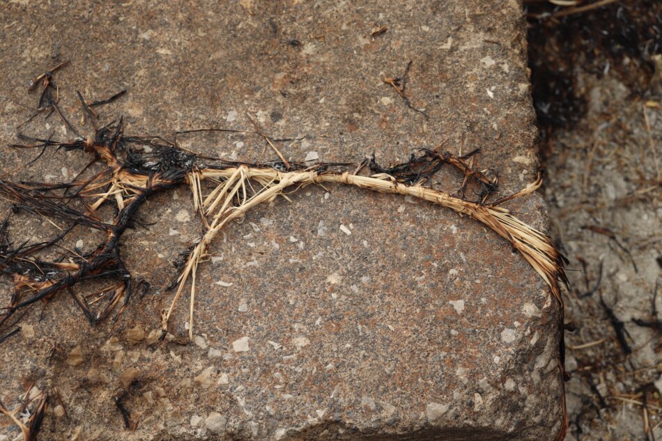 A charred, fibrous plant stem lies on a gray, concrete surface.