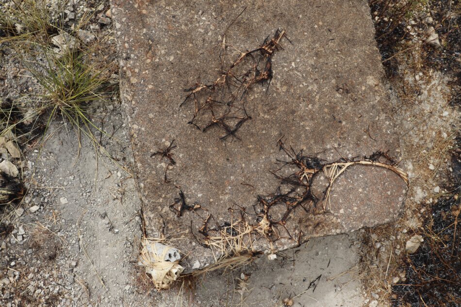 A concrete block with remnants of burnt plant material, resembling a network of black veins, scattered across its surface.