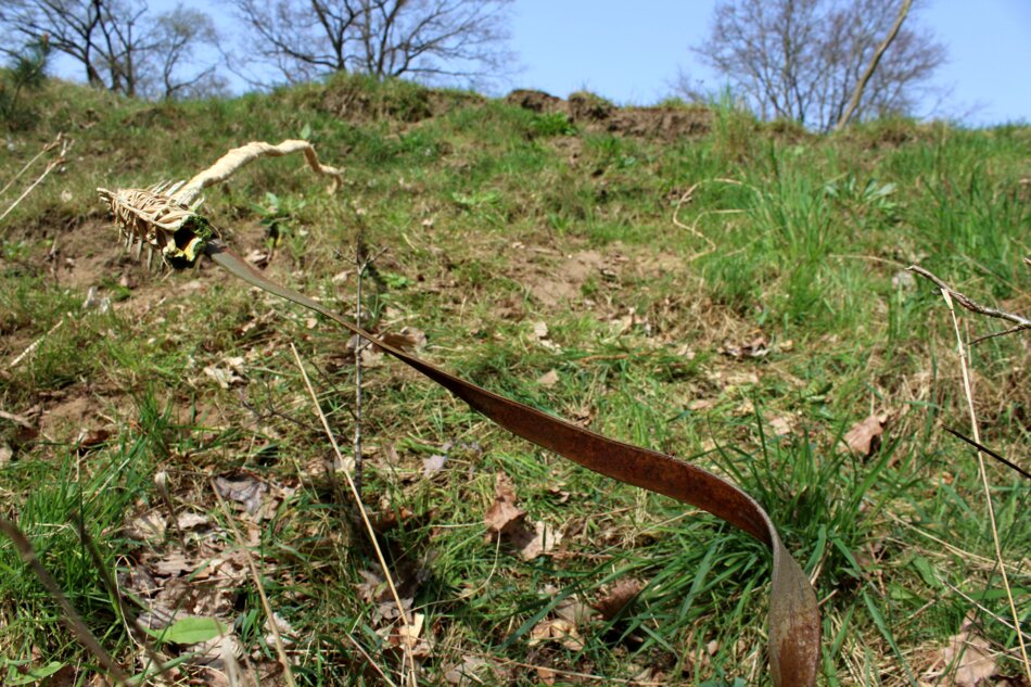 Rusted metal strip and animal spine resting on a bed of grass in a natural setting.