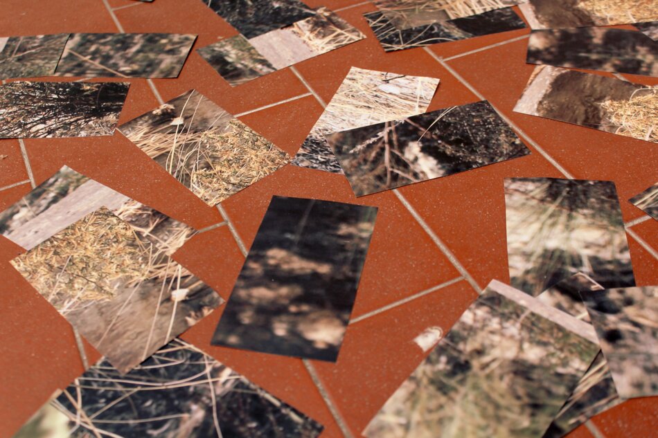 A collection of small, rectangular photographs depicting natural scenes, scattered across a red tiled floor. The photos appear to be taken from a low angle, capturing details of plants, soil, and rocks.