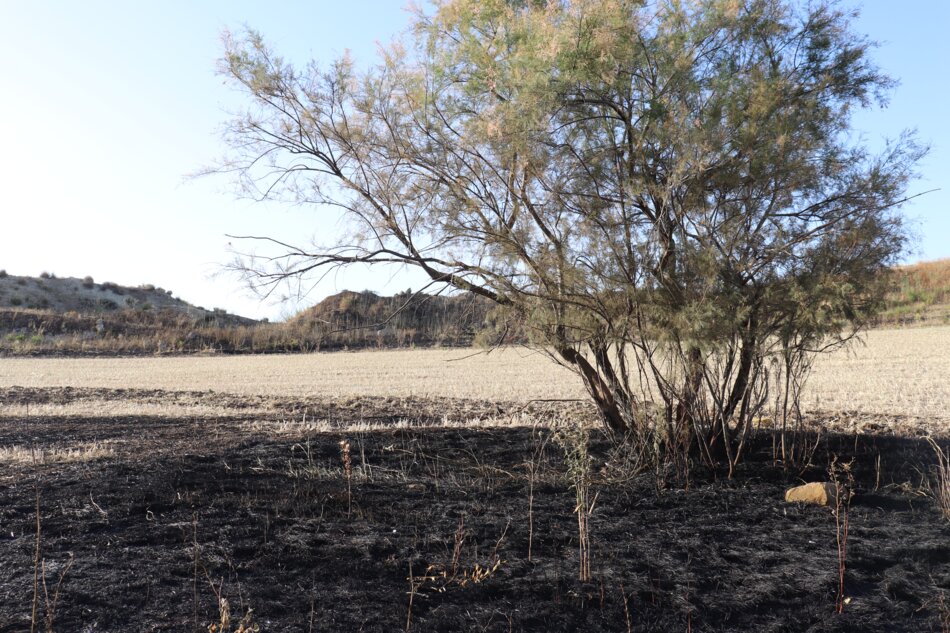 A tree stands alone in a barren landscape. The ground is covered in black, charred remains from a recent fire.