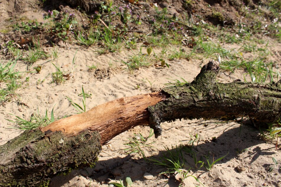 Close-up of a tree branch with fresh gnaw marks, likely from a beaver.