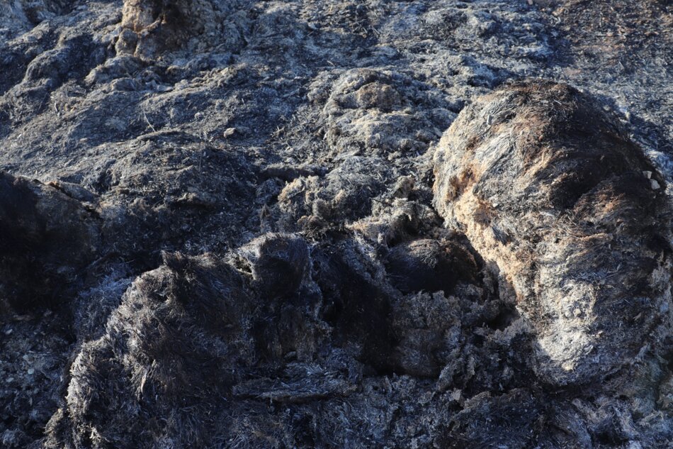 A close-up image of a charred and blackened landscape with remnants of burned vegetation.