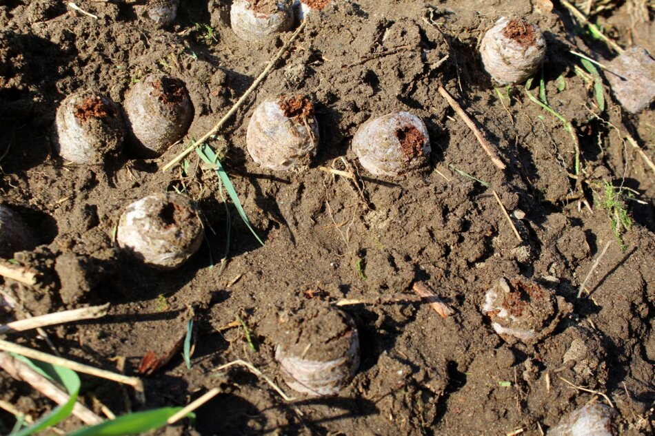 Expanded coco pellets, ready for planting seeds.